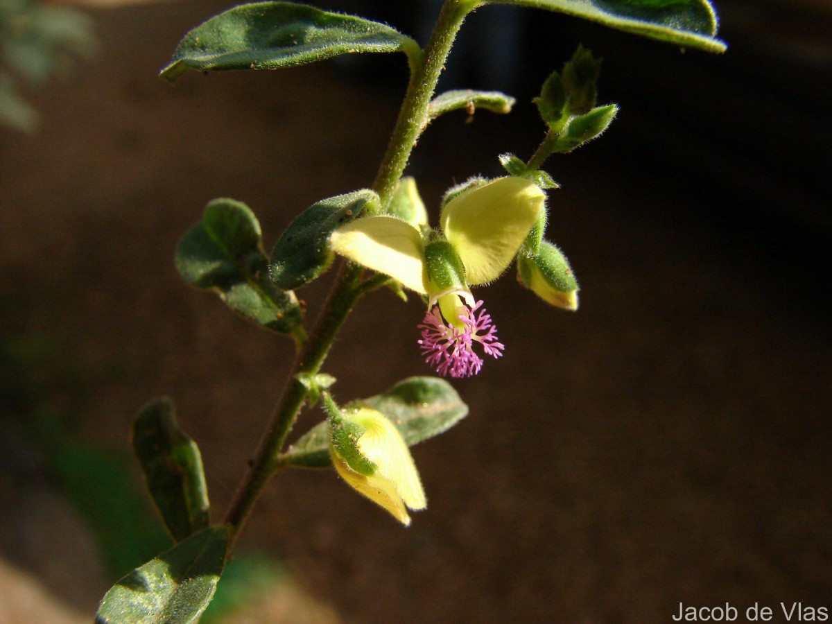 Polygala javana DC.